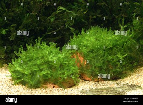 Liveworts Monosolenium Tenerum Syn Pellia Endiviaefolia In