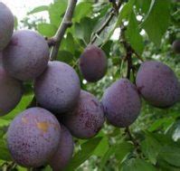 Акции - Интернет-магазин саженцев "Омский Садовод"