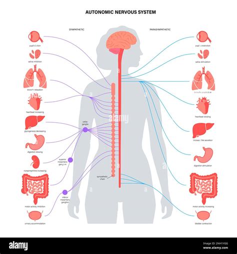 Sistema nervioso autónomo ilustración Fotografía de stock Alamy