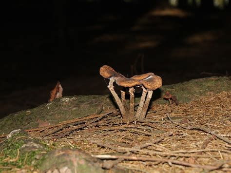 Pilz Natur Wald Kostenloses Foto Auf Pixabay Pixabay