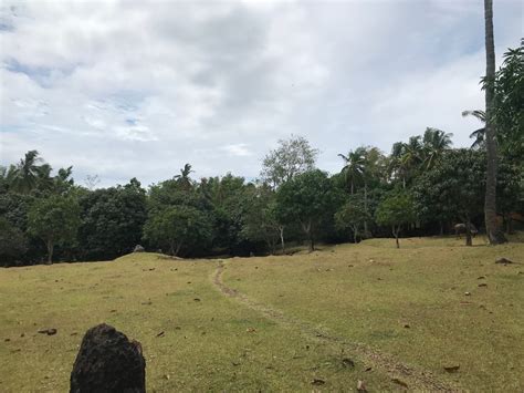 Mango Farm Lot For Sale Id Philx Pat Real Estate