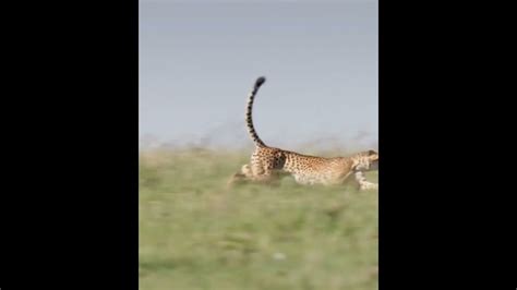 Does Cheetah Catches Deer Cheetah 🐆 Run For Deer 🦌😳 Shorts