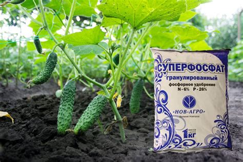 Суперфосфат для огурцов: применение удобрения для подкормки, инструкция