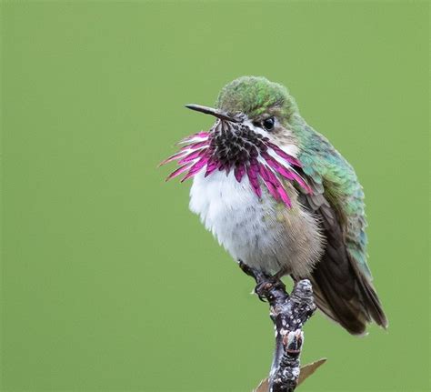 Ebird Canada Discover A New World Of Birding