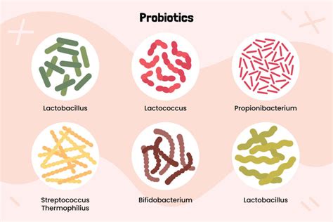 Le pouvoir des probiotiques pour une santé intestinale optimale