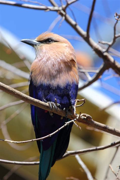 Blue Bellied Roller Stock Image Image Of Nature Wildlife