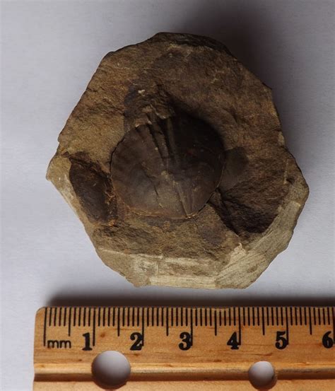 Brachiopod - Fossil ID - The Fossil Forum