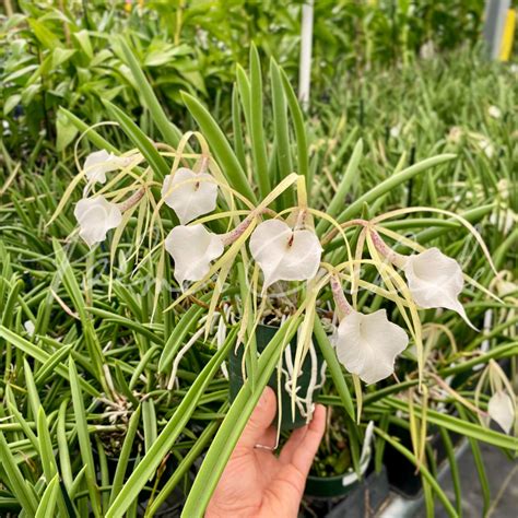 Brassavola Nodosa Off The Wall X Spence S Spots — Palmer Orchids