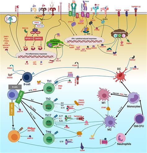 Frontiers Transcriptomic Profiling Of The Adaptive And Innate Immune Responses Of Atlantic