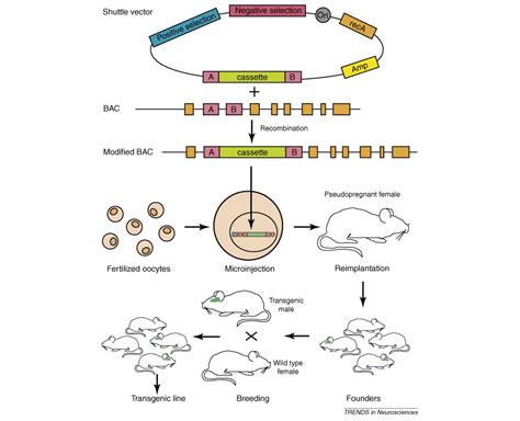 Looking Bac At Striatal Signaling Cell Specific Analysis In New