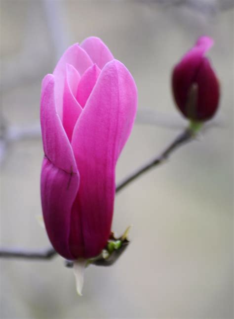 magnolia púrpura | Edith Polverini | Flickr
