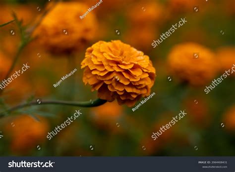 110 Sayapatri flower Images, Stock Photos & Vectors | Shutterstock