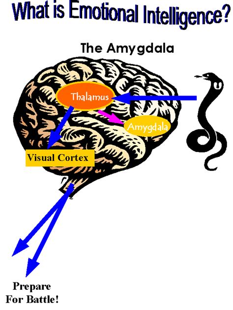 Amygdala