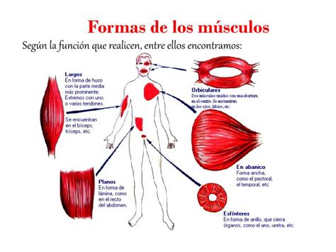 Musculos Segun Su Funcion