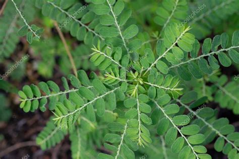 Phyllanthus Urinaria Planta Que Crece En La Naturaleza