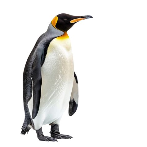 Clipart De Pinguim Rei Encantador Png Pinguim Rei Ador Vel