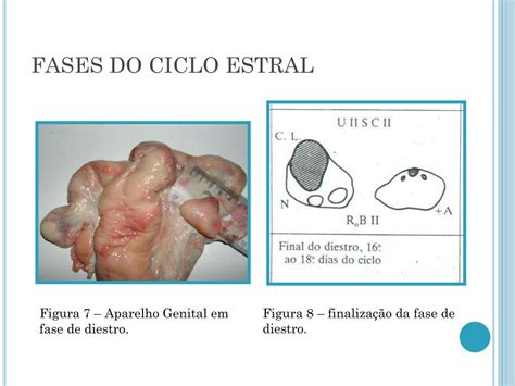 PPT - Ciclo estral, Oogênese e foliculogênese PowerPoint Presentation