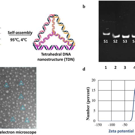 Successful Synthesis And Characterization Of Tetrahedral Dna Download Scientific Diagram