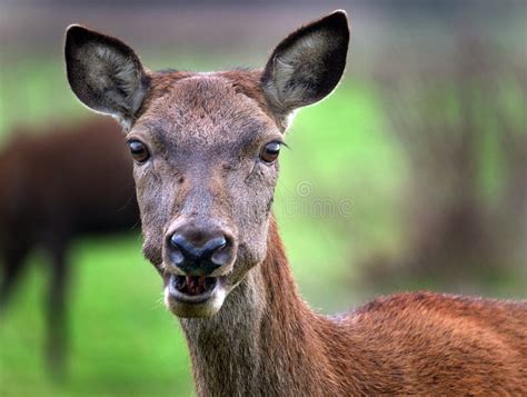 Red Deer Hind Stock Image Image Of Food Breed Hind 83261467