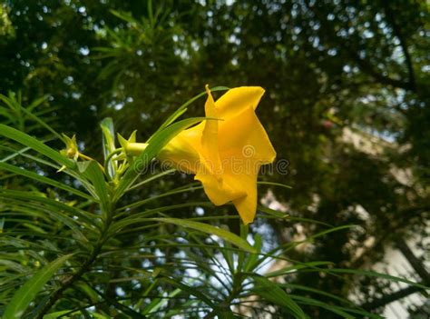 Mandevilla Sanderi Or Also Called Brazilian Jasmine Stock Photo Image