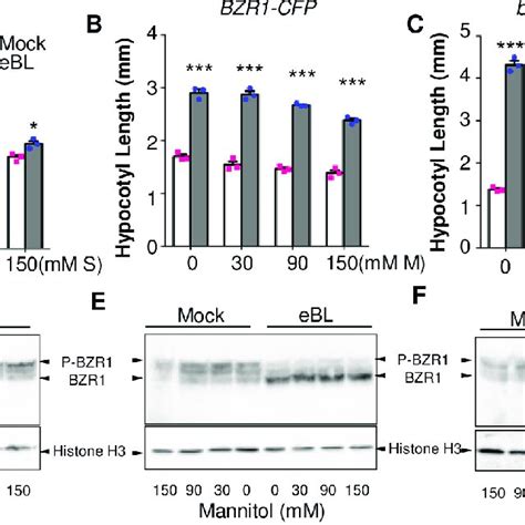 Sucrose Inhibits BR Signaling Independent Of HXK1 And TOR A