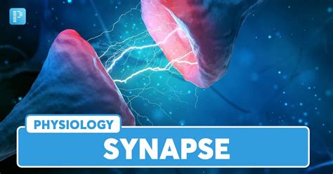 Synapse: Components, Types and Function