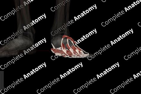 Muscles of Foot (Left) | Complete Anatomy