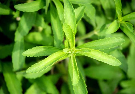 How to Grow and Care for Stevia Plants | Plantly