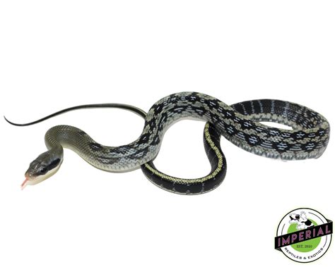 Vietnamese Blue Beauty Rat Snake For Sale Imperial Reptiles