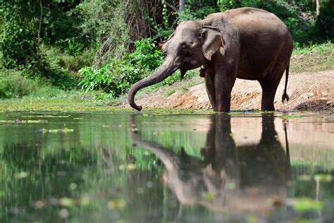 Laos Wildlife And Biodiversity Workingabroad