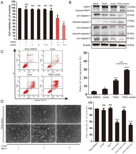 Andrographolide Enhances Trail Induced Apoptosis Via P53 Mediated Death