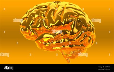 Human Brain Isolated On A Colored Background Anatomical 3d Model Of