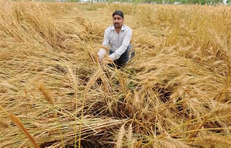 Unseasonal Rains Damage Haryana Wheat Crops Affect Yield And Harvest