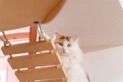 Cat Caf Di Chry Il Primo Bar Dei Gatti Della Sardegna Cagliari