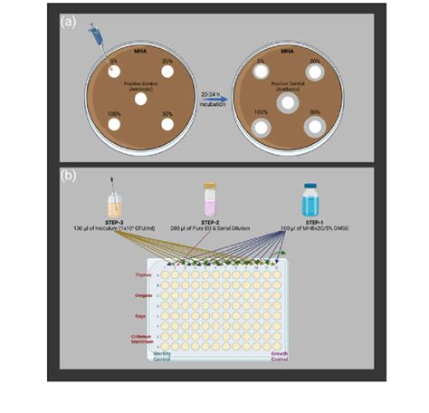 Schematic Illustration Of The Experimental Procedure Of A Disc