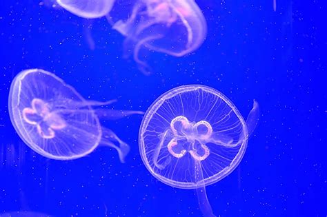 Sea Creatures On Display At Frances Ocearium