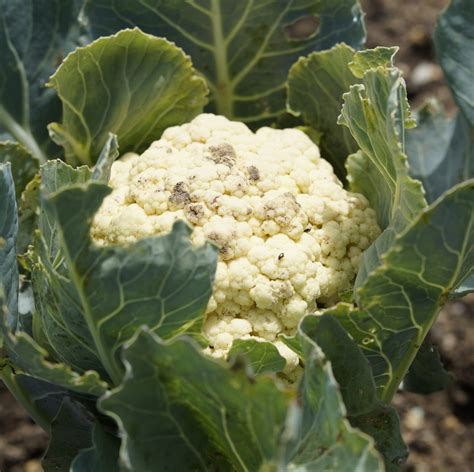 Cauliflower All Year Round Very Versatile