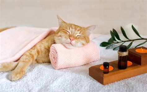 Prednisolone for Cats: Dosage, Safety & Side Effects - Cats.com