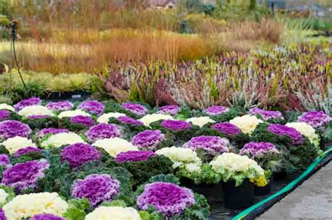 Ornamental Kale and Cabbage (Brassica oleracea)