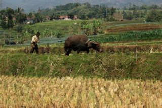 Petani Membajak Sawah Di Desa Cikitu Datatempo