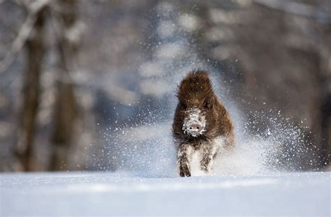 19 Gorgeous Photographs Of Wild Animals During Winter Time