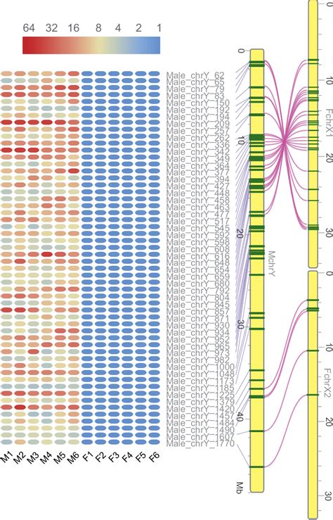 Figure From Reconstruction Of The Origin Of A Neo Y Sex Chromosome