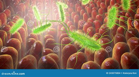 Escherichia Coli Bacterium E Coli In Human Intestine Stock