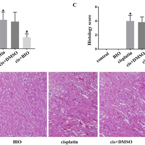 BIO Attenuated Cisplatin Induced Nephrotoxicity In Vivo A Serum