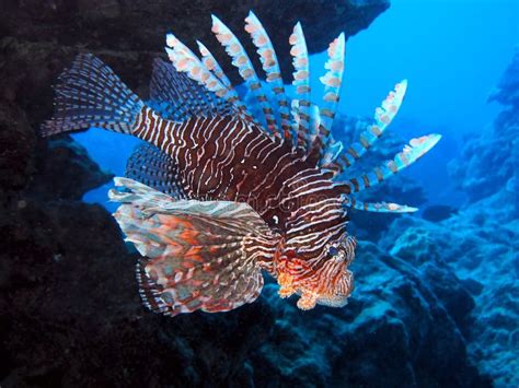 Pacific Lionfish