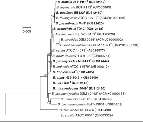 Figure 1 From Proposal Of Nine Novel Species Of The Bacillus Cereus