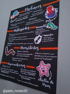 Trabalho Em Cartolina Bonito - 30 Ideias de Trabalho em Cartolina: Projetos Criativos para Escola ...