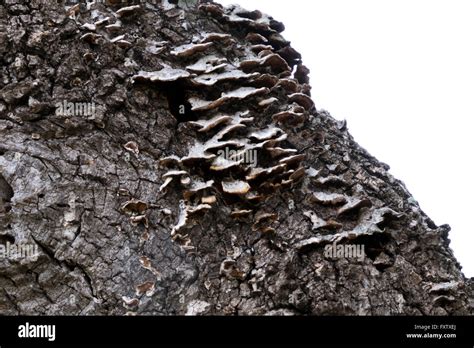 Fungus growing on a Live Oak tree in south Texas, USA Stock Photo - Alamy