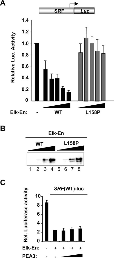 The Ets Domain Transcription Factor Elk 1 Regulates The Expression Of