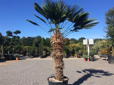 Trachycarpus Wagnerianus Cm Palmexpert Nl